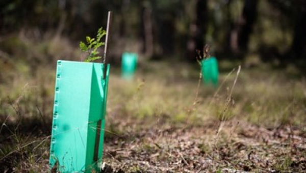 When To Remove Tree Stakes in Auburn, AL